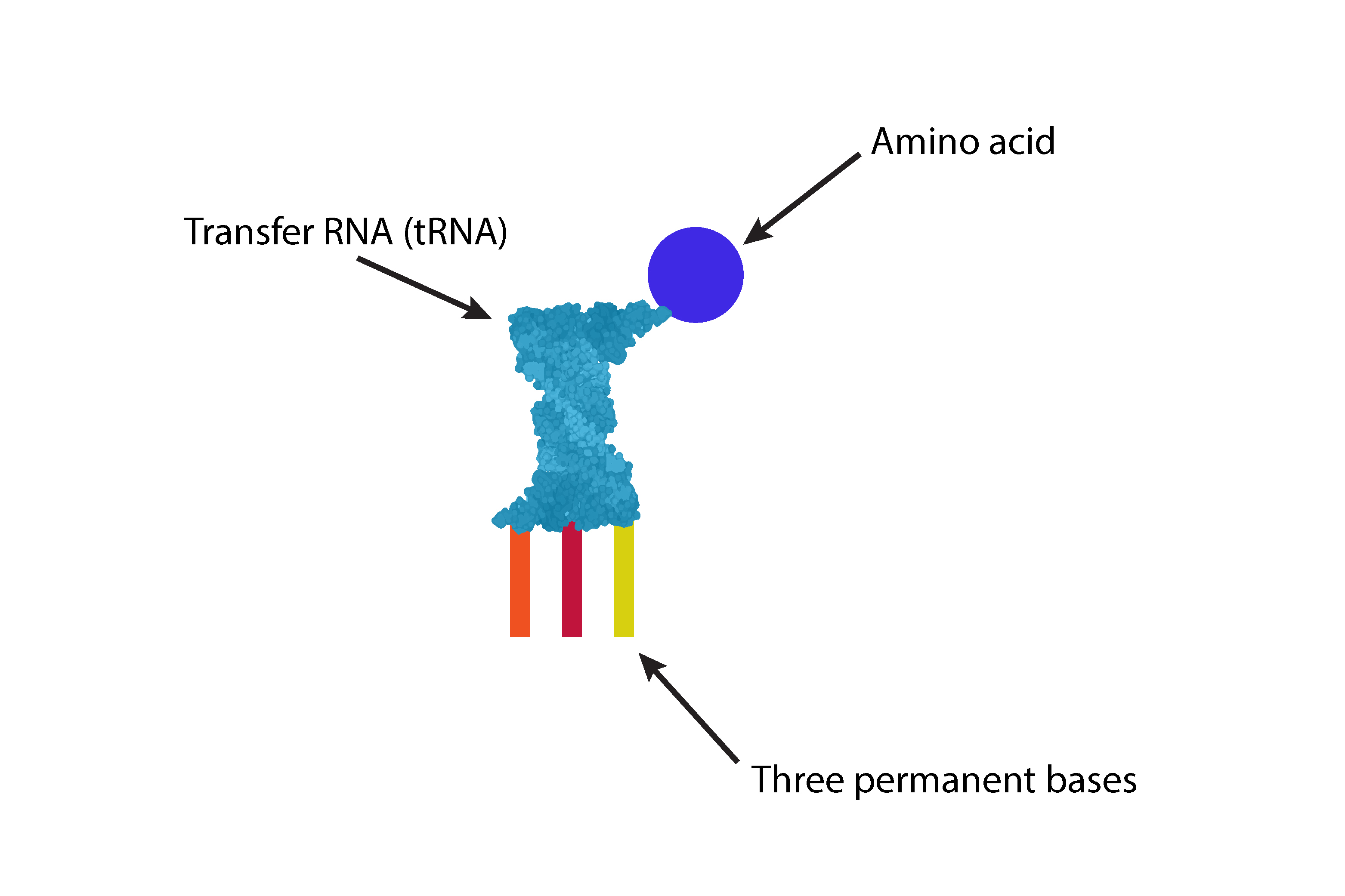 The transfer RNA picks up one of the twenty amino acid that corresponds to the permanent bases 